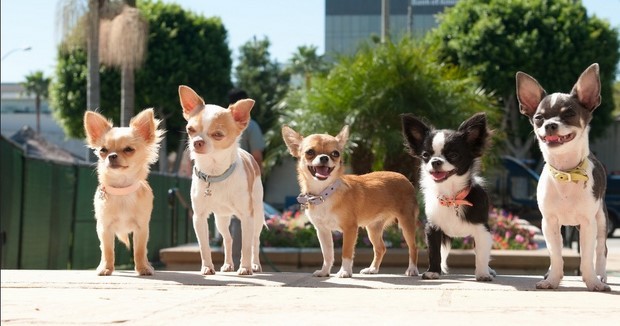 Stasera in tv su Italia 1 Beverly Hills Chihuahua 2 (4)