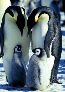 Marcia dei pinguini