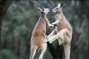 Animals in love: le foto del documentario Les Animaux Amoureux