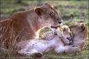 Animals in love: le foto del documentario Les Animaux Amoureux