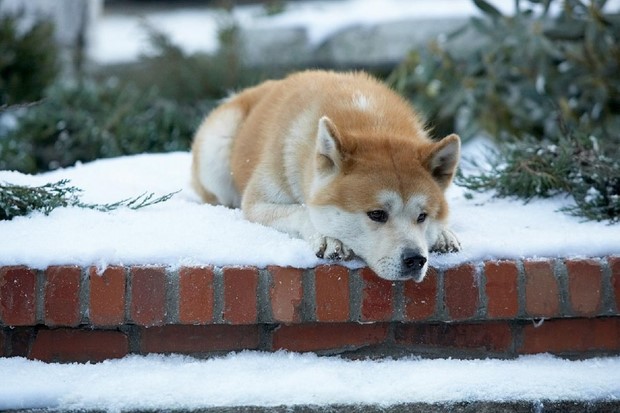 Stasera in tv su Rai 1 Hachiko con Richard Gere (5)