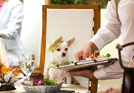 beverly_hills_chihuahua 20