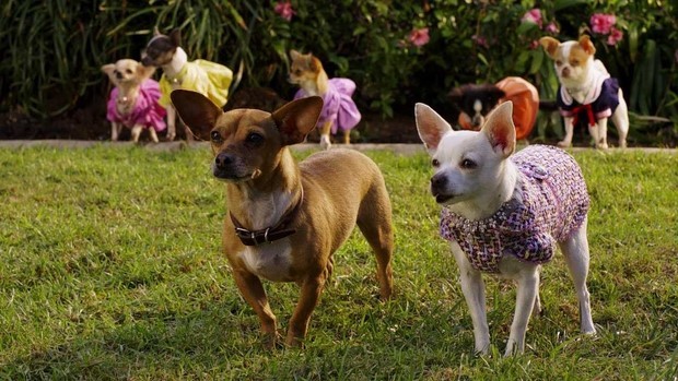 Stasera in tv su Italia 1 Beverly Hills Chihuahua 2 (5)