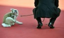 Festival Internazionale del film di Roma: red carpet e conferenza stampa di Hachiko: A Dog's Story