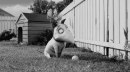 Frankenweenie 2012