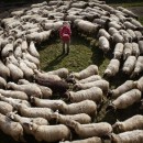 La Pecora Nera di Ascanio Celestini - Foto e locandina