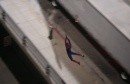 Spider Man Reboot: il ragno vola su Los Angeles - Foto dal set