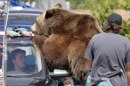 We Bought A Zoo - Matt Damon fotografato sul set in compagnia di ...un grizzly!