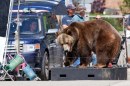 We Bought A Zoo - Matt Damon fotografato sul set in compagnia di ...un grizzly!