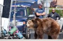 We Bought A Zoo - Matt Damon fotografato sul set in compagnia di ...un grizzly!