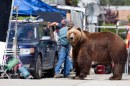 We Bought A Zoo - Matt Damon fotografato sul set in compagnia di ...un grizzly!