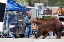 We Bought A Zoo - Matt Damon fotografato sul set in compagnia di ...un grizzly!