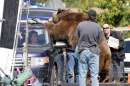 We Bought A Zoo - Matt Damon fotografato sul set in compagnia di ...un grizzly!