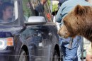 We Bought A Zoo - Matt Damon fotografato sul set in compagnia di ...un grizzly!