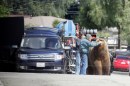 We Bought A Zoo - Matt Damon fotografato sul set in compagnia di ...un grizzly!