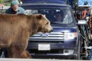 We Bought A Zoo - Matt Damon fotografato sul set in compagnia di ...un grizzly!