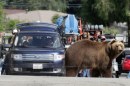 We Bought A Zoo - Matt Damon fotografato sul set in compagnia di ...un grizzly!