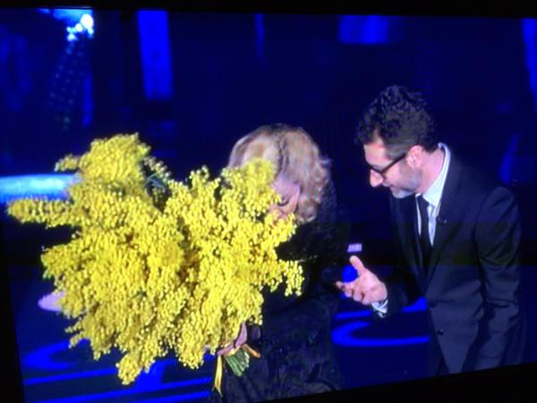 madonna mimose