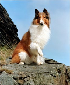 Lassie: nuova serie in cgi in produzione