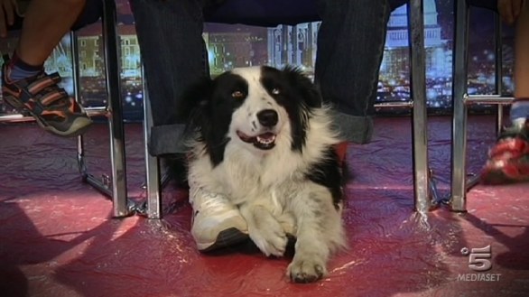 Angelo, Davide, Michael Barbieri ed il cane Sally ad Italia s got talent