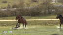 Fabrizio Gatta cade da cavallo a Linea Verde