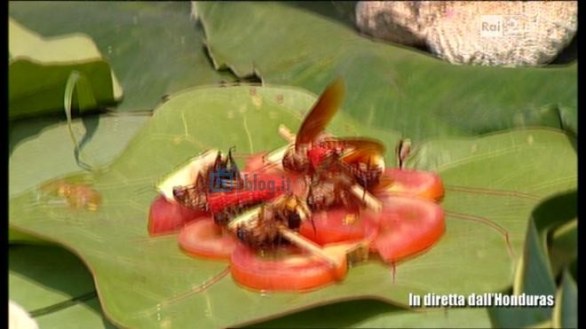 Isola dei Famosi 2011 - Fotogallery ottava puntata