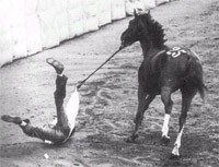 Una Caduta al Palio di Siena - Dal Sito ilpalio.org