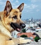 Commissario Rex